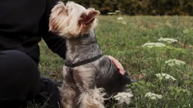 Bir Yorkshire Terrier köpeği sahibi ile yeşil çimlerde oturur. Küçük tüylü Yorkie köpeğini okşayan bir insan. Doğada yavru bir hayvanla bir tatil.. 