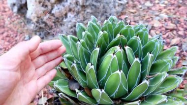 Bir kadın botanik bahçesinde Kraliçe Victoria Agave 'e dokunuyor. Dikenli uzun yaprakları olan bir çöl bitkisi. Bir bahçıvan kaktüslerle ilgilenir..