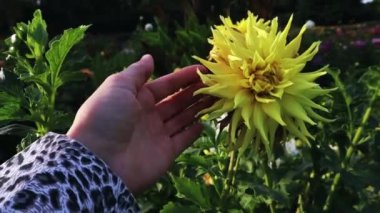 Bir kadın bahçede büyük sarı büyük çiçek tomurcuklarına dokunuyor. Dahlia Lantra 'nın bitkilerini bir bahçıvan yetiştiriyor. Çiçekçilik, bahçıvanlık. 