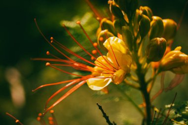 Erythrostemon gilliesii known also as bird of paradise. Exotic red flower with yellow petals, stamens. Summer nature Wild flower Caesalpinia gilliesii clipart