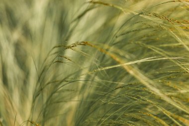 Fresh green ornamental feathery grass grow in a grassland. Abstract natural background. Cereals growing in a farmland in windy day. Nature and flora. 