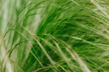 Fresh green ornamental feathery grass grow in a grassland. Abstract natural background. Cereals growing in a farmland in windy day. Nature and flora. 