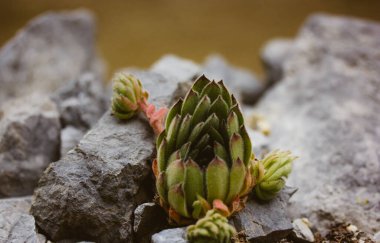 Sempervivum ruthenicum plant rosette is growing in a rock garden. Young succulent plants grow on the grey stones. New growths of a plant Desert nature clipart