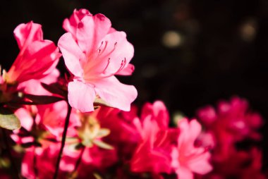 Bahar bahçesinde açık pembe açelya çiçek açar. Açelyalar ilkbaharda tomurcuklanır. Rododendron çiçekleri resmi bir bahçede çiçek açıyor. Çiçekçilik.