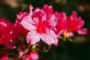 Bright pink azalea blooms in spring garden. Close up azaleas full bloom in springtime. Rhododendron flowers blooming in a formal garden. Floriculture. clipart