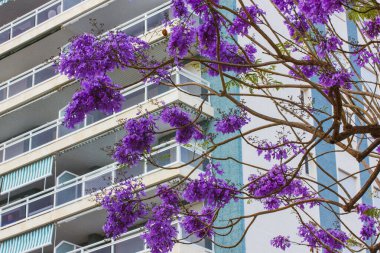 Jacaranda, Spring City 'deki yüksek katlı mavi apartmana karşı ağaçta çiçek açıyor. İlkbaharda dallarında mor çiçeklerle açan ağaç..