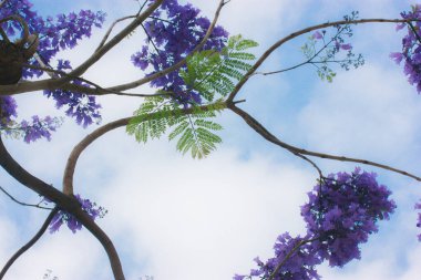 Jacaranda mavi gökyüzüne karşı bir ağaçta çiçek açar. İlkbaharda dallarında mor leylak çiçekleri olan çiçek açan ağaç. Ağaç dallarından yapılmış bir çerçeve. 