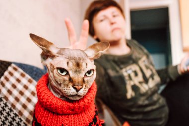 Geçmişe dönük sıcak kırmızı örgü süveter giyen kel bir kedi. Evdeki evcil hayvan kıyafetleri içinde Kanadalı Sphynx. İçeride boynuzları olan tüysüz bir hayvan. Soğuk mevsimde Noel giysileri içinde kedi.