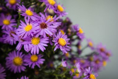 Beautiful flowering perennial Aster alpinus Blue in a vase on a table. Wonderful bouquet in the interior. Flower arrangement of purple violet daisies. Alpine asters bouquet with fresh flowers indoors. clipart