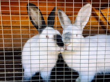 Two cute white and black hares in a cage. Domestic rabbits on farm. Curious bunny cooped up like a prisoner. Animal in contact zoo. Easter bunnies. clipart