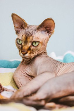 Kılsız, yeşil gözlü güzel kedi. Kanadalı Sphynx ekose üzerinde rahatlıyor. Evcil kedi evcil hayvanı evde. Cesur bir sfenks kedisinin kırpılmış portresi.. 