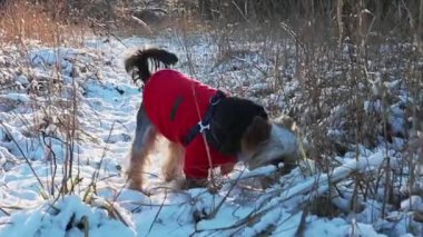 Yorkshire Terrier köpeği kışın karlı bir parkta, gündüz vakti ormanda kırmızı bir kazak giyiyor. Dışarıda gezen bir evcil hayvan. Evcil hayvan eğleniyor..