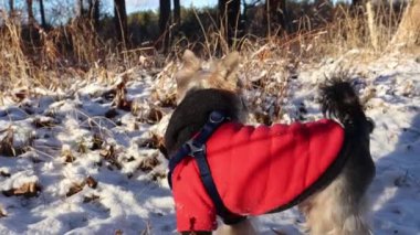 Kırmızı kazak giyen sevimli yetişkin Yorkshire Terrier köpeği kışın karlı bir parkta gündüz vakti ormanda yürüyor. Dışarıda gezen bir evcil hayvan. Evcil hayvan.. 
