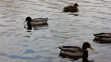 Nehirde, gölette, gölde bir grup su kuşu ördeği. Su yüzeyindeki vahşi kuşlar. Doğa koruma alanındaki kuşlar. Vahşi yaşam hayvanı. Kuş izleme.. 