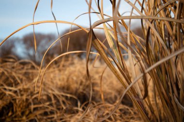 Miscanthus sinensis 'Purpurascens'. Ornamental high-growing bushes. High ornamental dry brown grass vertical background. Autumnal landscape Fall field clipart