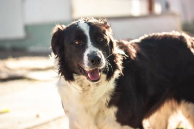 Güneşli bir günde sokakta dikilen sevimli siyah beyaz bir Avustralya çoban köpeğinin portresi. Çiftlikte gülen çoban köpeği köpek..