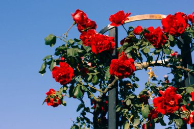 Kırmızı gül tomurcukları açan bir gül pergola parçası. Yaz bahçesinde mavi gökyüzüne karşı çiçek açan güller. Rosaryum bitkileri ve çiçekler. Gül goncaları.