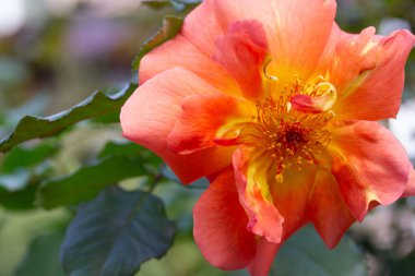 Yeşil arka planda dikenleri olan tek bir taze turuncu gül. Gül bahçesinde çiçek, baharda bahçe, yaz. Çiçek hediyesi.