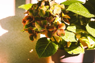 Large-leaved hydrangea hydrangea flower buds with green petals in home garden. Growing plants, flowers outdoors. Summer flowers macro plant photo.  clipart