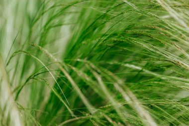 Fresh green ornamental feathery grass grow in a grassland. Abstract natural background. Cereals growing in a farmland in windy day. Nature and flora. 