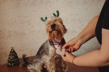 Sahibi ren geyiği boynunu denerken köpeğin boynuna bir eşarp takıyor. Noel tatili. Köpek, köpek, köpek, köpek için yeni yıl kostümü..