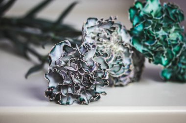 Beyaz arka planda bir demet mavi ve yeşil karanfil çiçeği. Alışılmadık çiçek demetleri ve erkek organları. Anneler Günü 'nde bir buket çiçek..