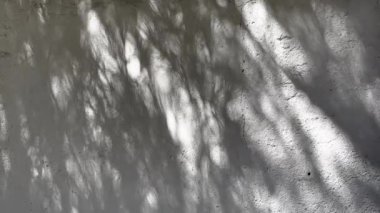Ağaçların yumuşak gölgeleri, bitkiler, yapraklar beyaz taş beton bir duvara karşı gün ışığında. Soyut doğal video çekimi. Yaprak kalıplarını üst üste koy.