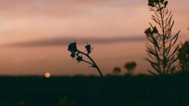 Gün batımında bir çayır. Kontrastlı saplar, kır çiçeklerinin çiçekleri doğal sıcak ışıkta. Yazın arazi. Rüzgarda güzel kokulu çiçekler..