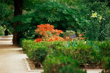Bir patika, bir bahar botanik resmi bahçesinde yol yemyeşil bitki örtüsü, çalılar, ağaçlar ve çiçekler. Peyzaj bahçeleri. Bahçıvanlık ve doğa