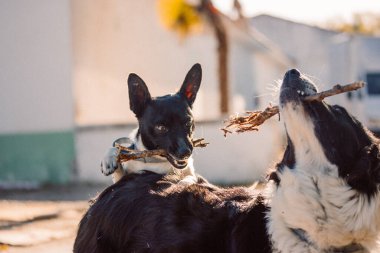 Border collie ve küçük siyah beyaz köpek açık havada birlikte oynuyorlar. Mutlu köpekler sopayla oynar. Köpek hayvanlar, çiftlik arazilerinde neşeli havadaki hayvanlar.