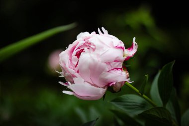 Bahar bahçesindeki hoş kokulu şakayığın büyük, pembe tomurcuğu. İlkbaharda yeşil yapraklar arasında uzun saplı güzel narin bir çiçek. Yaz çiçekleri