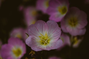 Oenothera speciosa 'Silky Orchid Pink' blooming in spring or summer garden. Flowering buds close up. Primrose flowers in a garden. Buttercups bloom. clipart