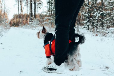 Kış ormanlarında yürürken sahibinin bacaklarının yanında kırmızı bir ceket giyen küçük Yorkshire Terrier köpeğinin yer çekimi. Küçük köpek dışarıda.