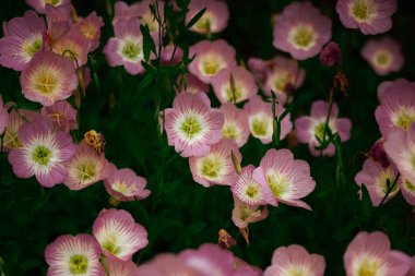 Oenothera speciosa 'Silky Orchid Pink' blooming in spring or summer garden. Flowering buds close up. Primrose flowers in a garden. Buttercups bloom. clipart