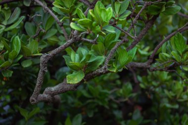 A trunk bark and branches of trees with fresh green foliage. A crown of a deciduous tree. Nature in a nature reserve, park, forest, square in spring or summer. Ecology, nature wallpaper backdrop.