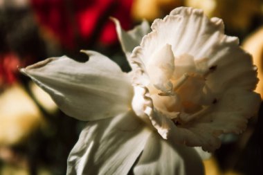 Beyaz nergis. Çiçek tarlasının bahçesinde narin bir bahar çiçeği yetişir. Nazikçe yapraklar, papatyalar, çiçek desenleri. İlkbaharda makro doğa.