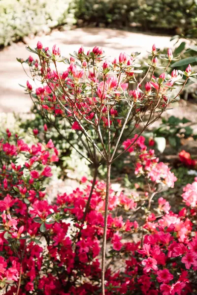 Bahar bahçesinde açık pembe açelya çiçek açar. Açelyalar ilkbaharda tomurcuklanır. Rododendron çiçekleri resmi bir bahçede çiçek açıyor. Çiçekçilik.