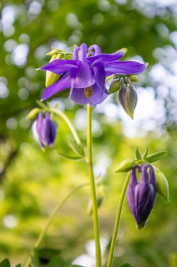 Bahar bahçesinde mor çan çiçeği. Aquilegia alpina, Ranunculaceae familyasından bir bitki türü.