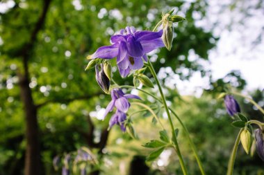Bahar bahçesinde mor çan çiçeği. Aquilegia alpina, Ranunculaceae familyasından bir bitki türü.