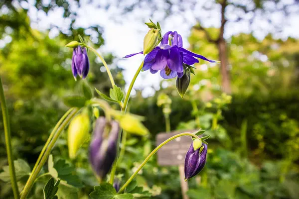 Bahar bahçesinde mor çan çiçeği. Aquilegia alpina, Ranunculaceae familyasından bir bitki türü.