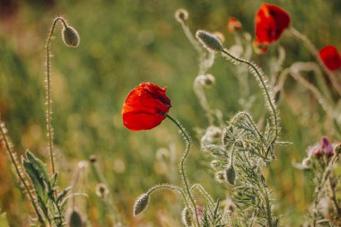 Baharda yeşil çayır buğday tarlasında yetişen kırmızı gelincikler. Yabani otlar, rüzgarda sallanan çiçekler. Vahşi bahar doğasında büyüyen kır çiçekleri.