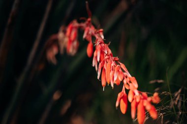 Kırmızı turuncu Yucca çiçeği çok yıllık çalıların üzerinde. Parlak çiçekli bir dalda çiçek açan sulu kaktüsler. Egzotik doğa. New Mexico 'nun eyalet çiçeği.