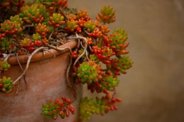 Sempervivum arachnoideum kaktüs bahçesindeki kırmızı bir tencerede yetişir. Arka bahçede küçük sulu bitkiler yetişiyor. Bahçıvanlık ve sulu bitkiler bakımı. Sera