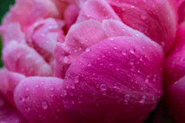 Bahar bahçesinde yağmur suyu damlaları olan güzel pembe şakayık tomurcukları. Çiçekler açan yağmur damlaları yakında. Kokulu çiçekler tamamen çiçek açmış..