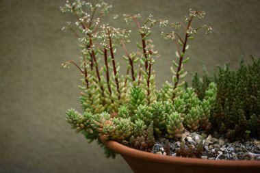 Sempervivum arachnoideum kaktüs bahçesindeki kırmızı bir tencerede yetişir. Arka bahçede küçük sulu bitkiler yetişiyor. Bahçıvanlık ve sulu bitkiler bakımı. Sera
