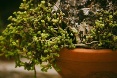 Sempervivum arachnoideum kaktüs bahçesindeki kırmızı bir tencerede yetişir. Arka bahçede küçük sulu bitkiler yetişiyor. Bahçıvanlık ve sulu bitkiler bakımı. Sera