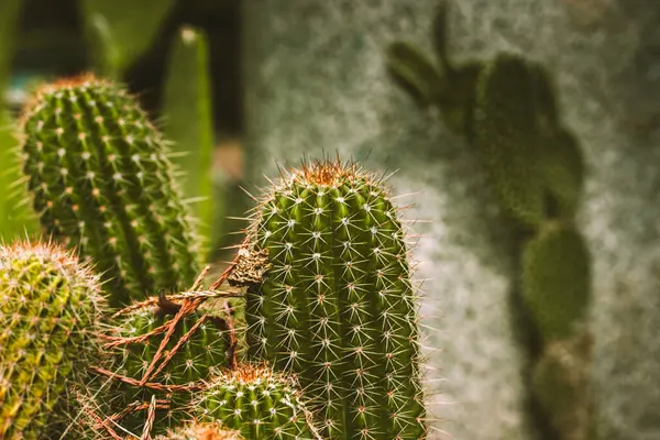 Gri taş arka planda yeşil dikenli kaktüsler. Küçük dikenli kaktüs. Mammillaria kaktüsü. Echinopsis spachiana. Meşale kaktüsü. Tatlı bitkileri. 