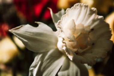 Beyaz nergis. Çiçek tarlasının bahçesinde narin bir bahar çiçeği yetişir. Nazikçe yapraklar, papatyalar, çiçek desenleri. İlkbaharda makro doğa.