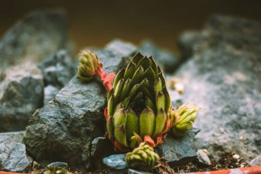 Sempervivum ruthenicum rosette bir kaya bahçesinde yetişiyor. Genç sulu bitkiler gri taşlarda yetişir. Çöl doğasının yeni gelişimi.
