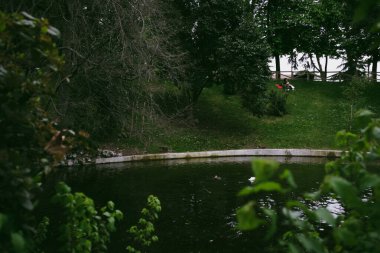 Bir göl, baharda ya da yaz botanik bahçesinde sakin bir su birikintisi, park. Şehir doğası. Uyum ve sükunet. Parklarda yeşil ağaçlar. 